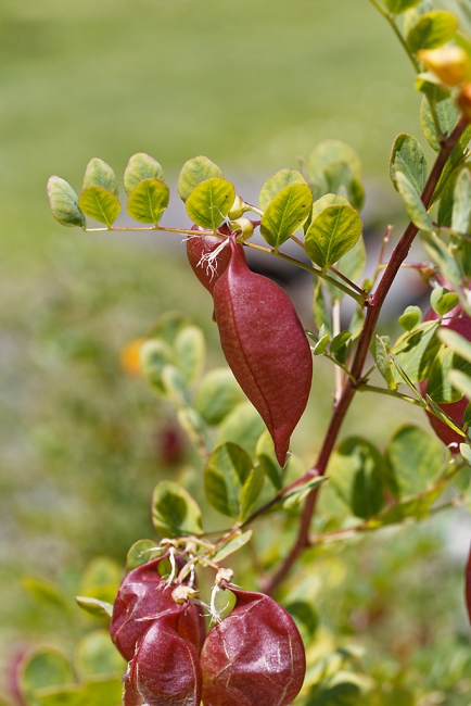Jardin Botanique de la Bastide-005